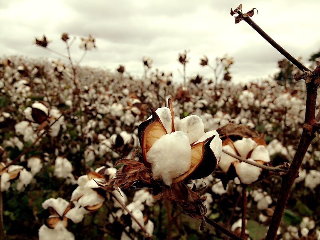 Cotton field